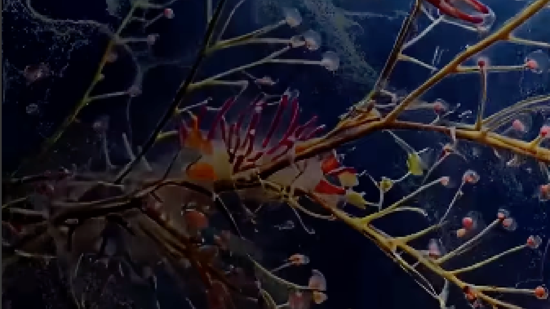 Lake Heckaman Installation